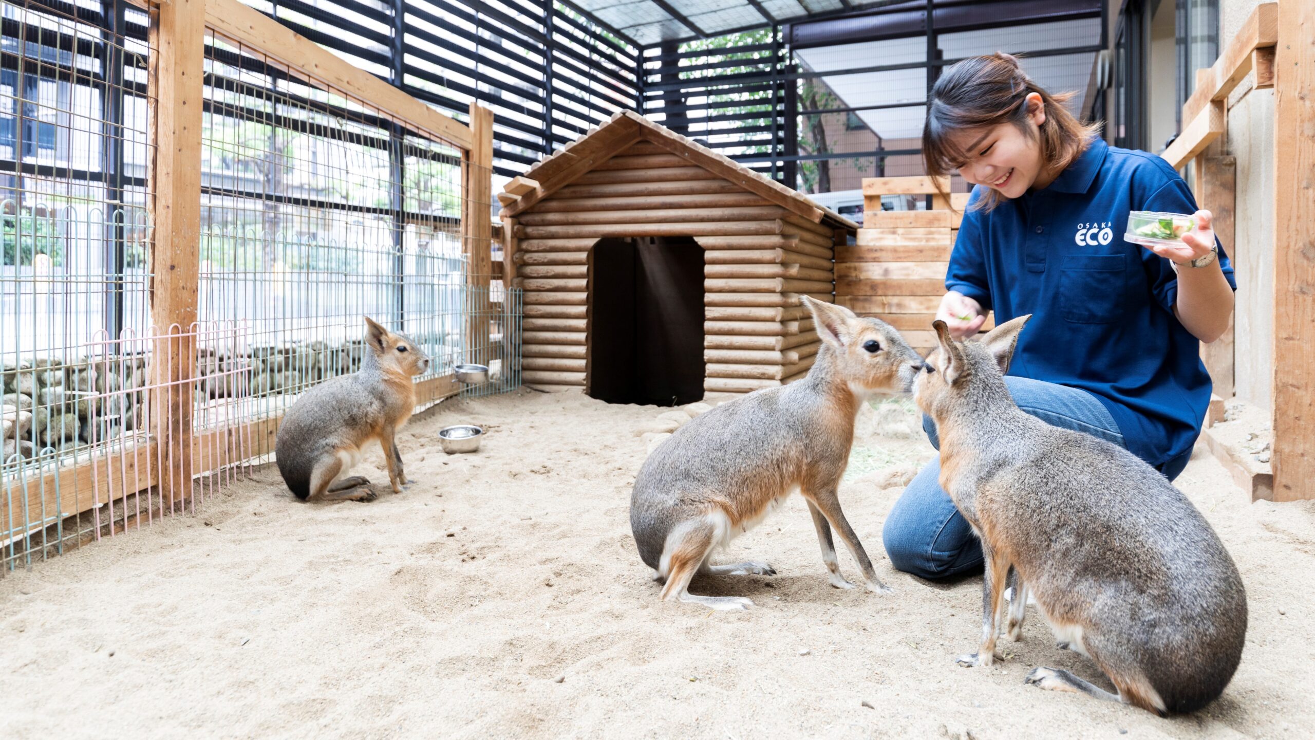 大阪 eco 動物 海洋 専門 学校
